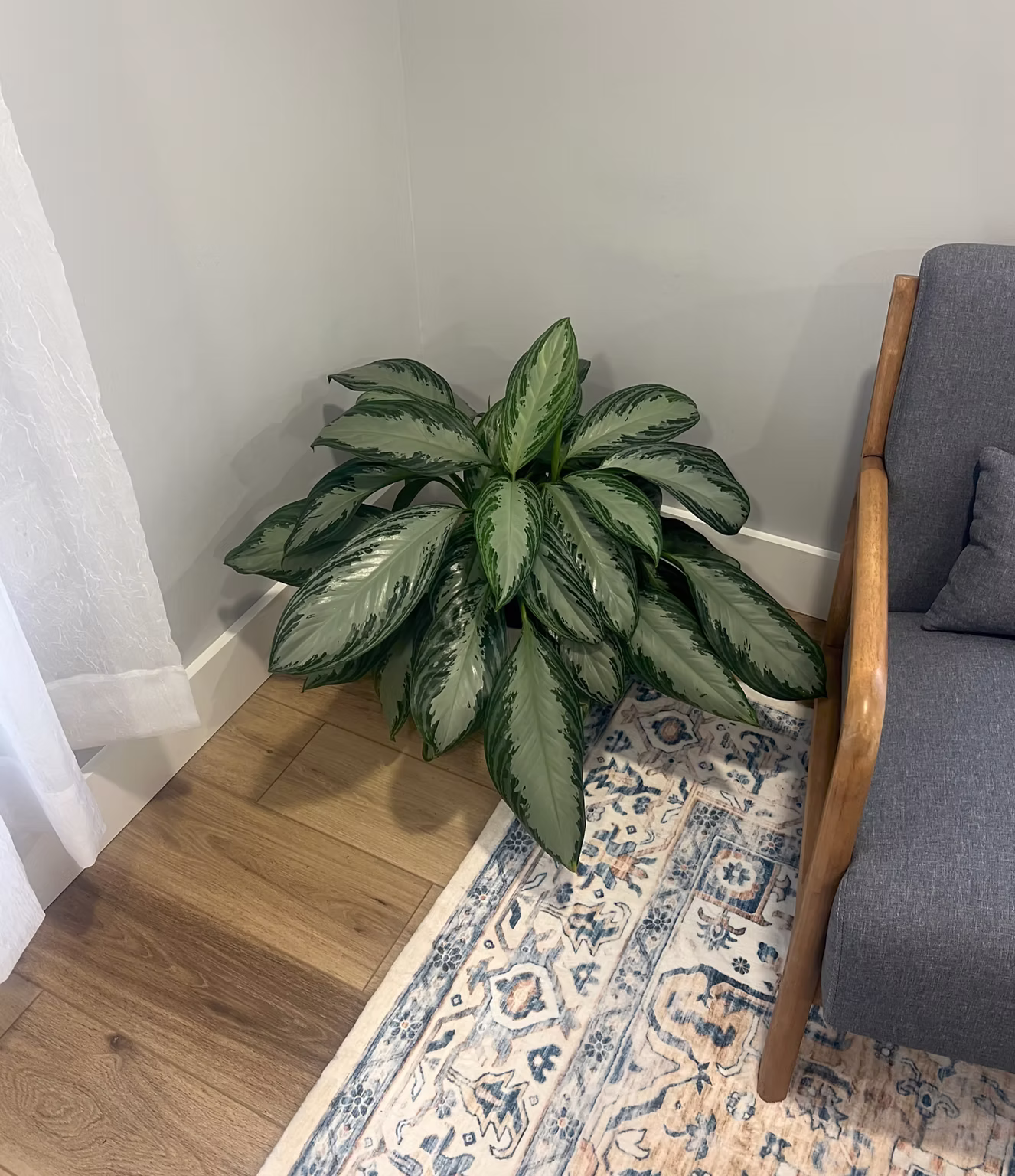 Waiting Room Greenery